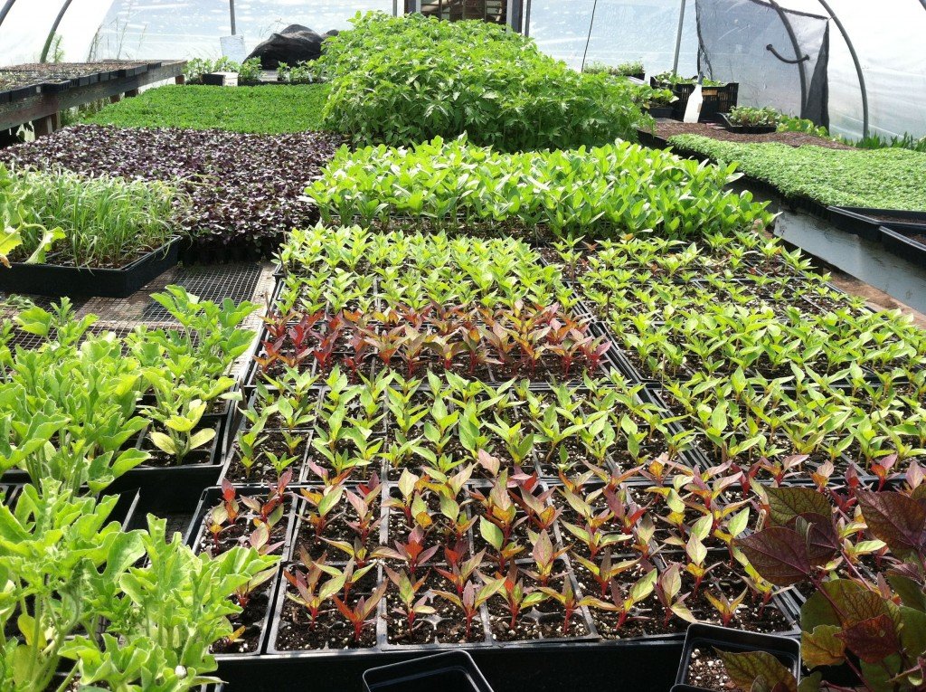 Flower Seedlings growing in  the greenhouse at Bluebird Meadows made possible by the ARF grant program. 