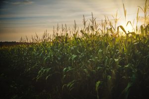 corn