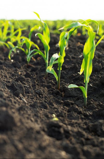 Intake Form in English: Southeast U.S. and USVI farmers
