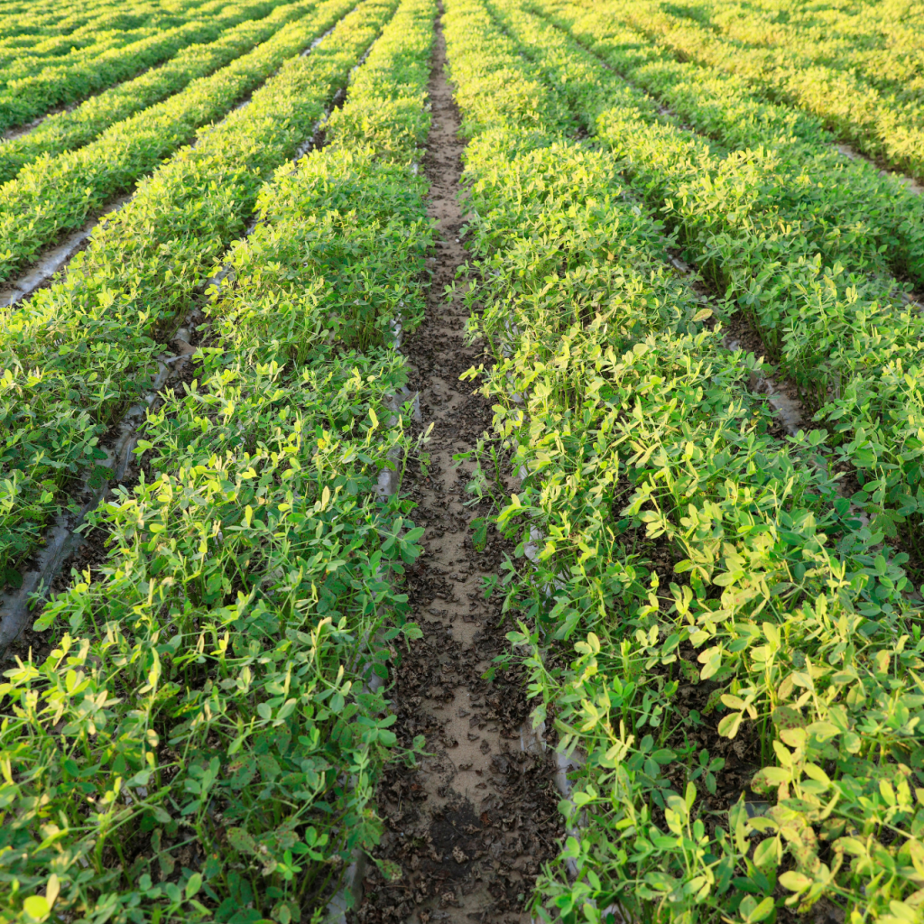 800-X-800-for-Home-page-top-three-boxes-30-1024x1024_A_7n field of peanuts