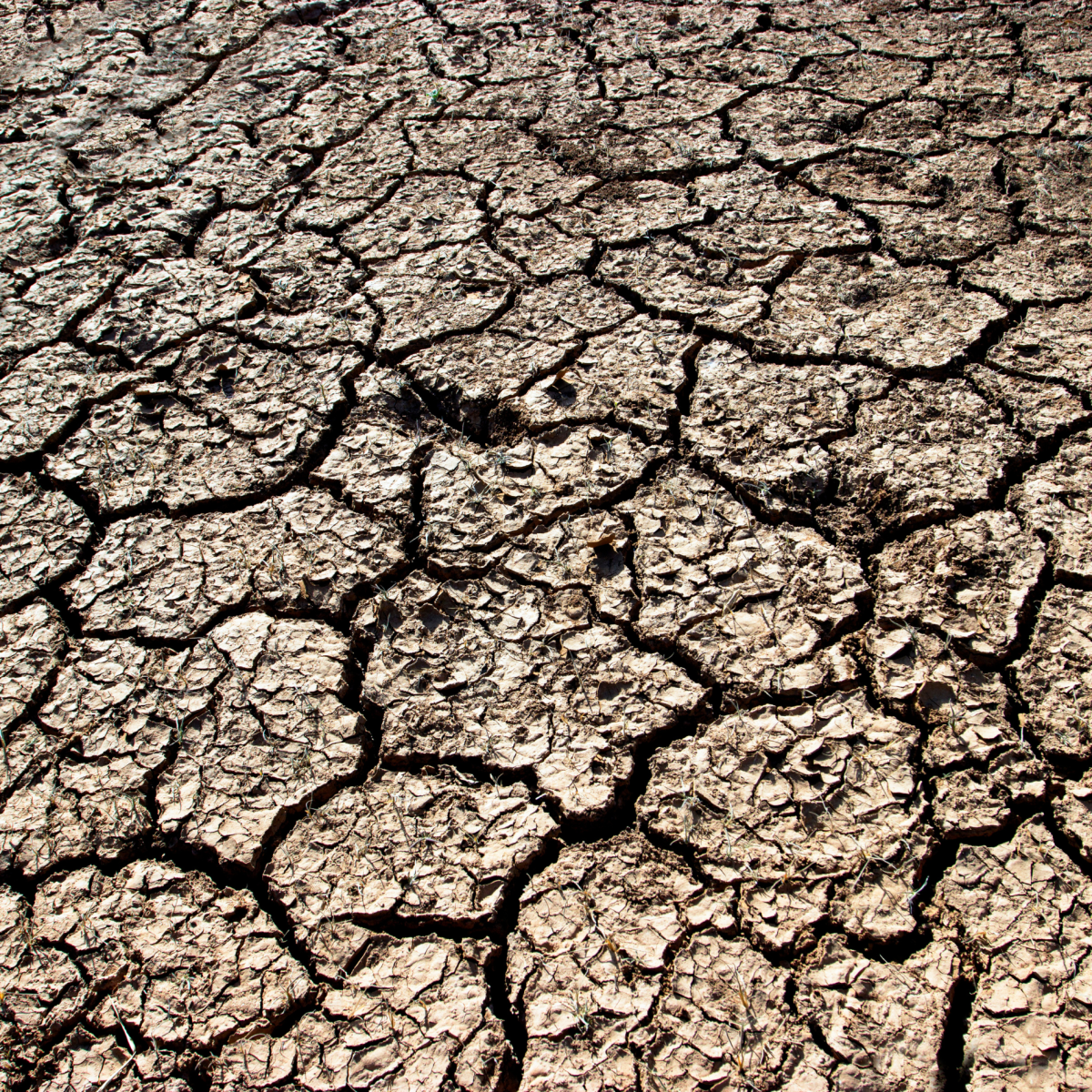 800 X 800 for Home page top three boxes (35) Understanding FSA Drought Assistance Programs